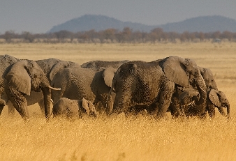 039-Elefanten.jpg