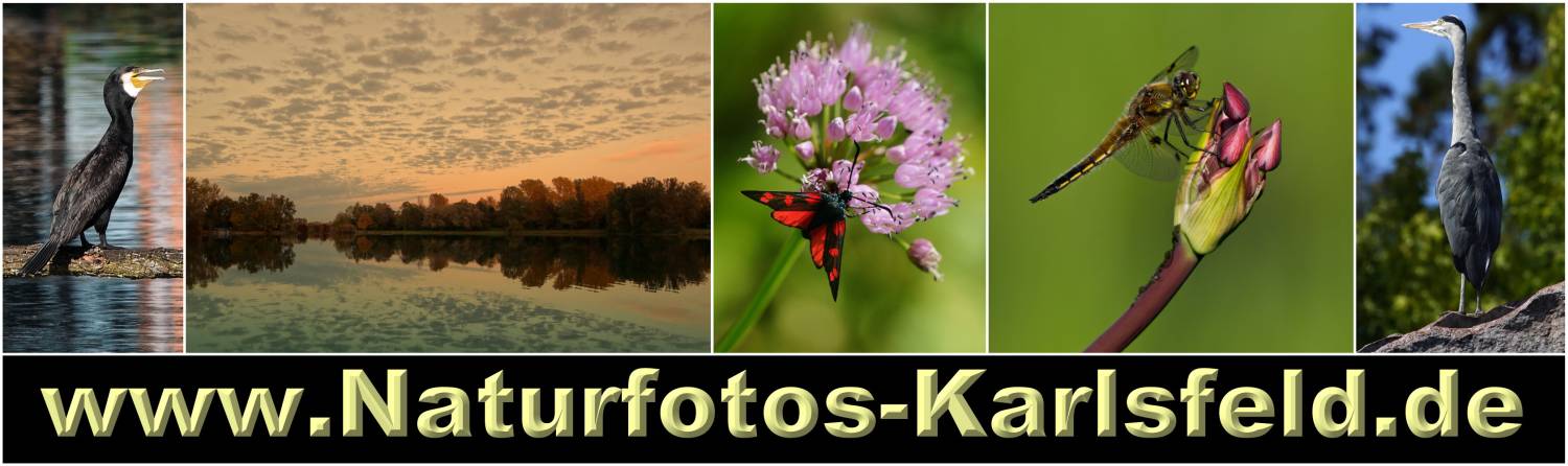 Banner_Naturfotos-Karlsfeld.jpg