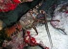 Crustaceans