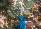 Molluscs