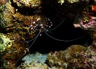Crustaceans