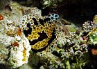 Molluscs