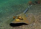 Cartilaginous