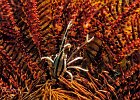 Crustaceans