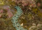 Molluscs