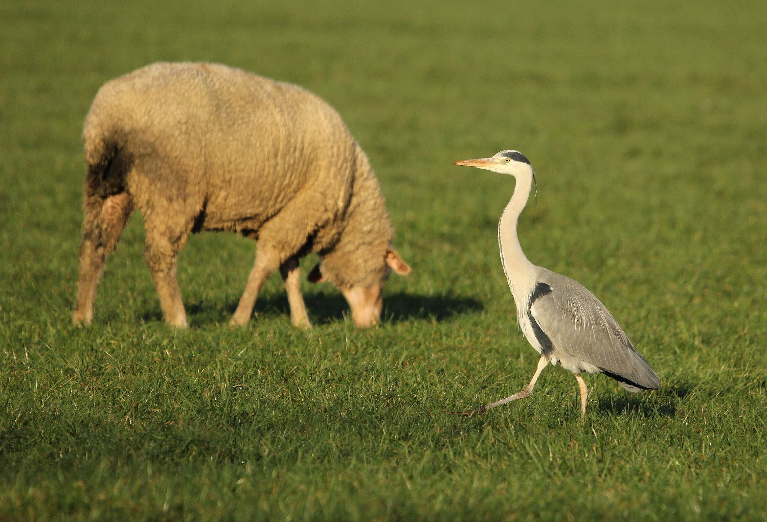 Graureiher auf Futtersuche