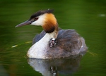 grebe.jpg