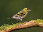 siskin.jpg