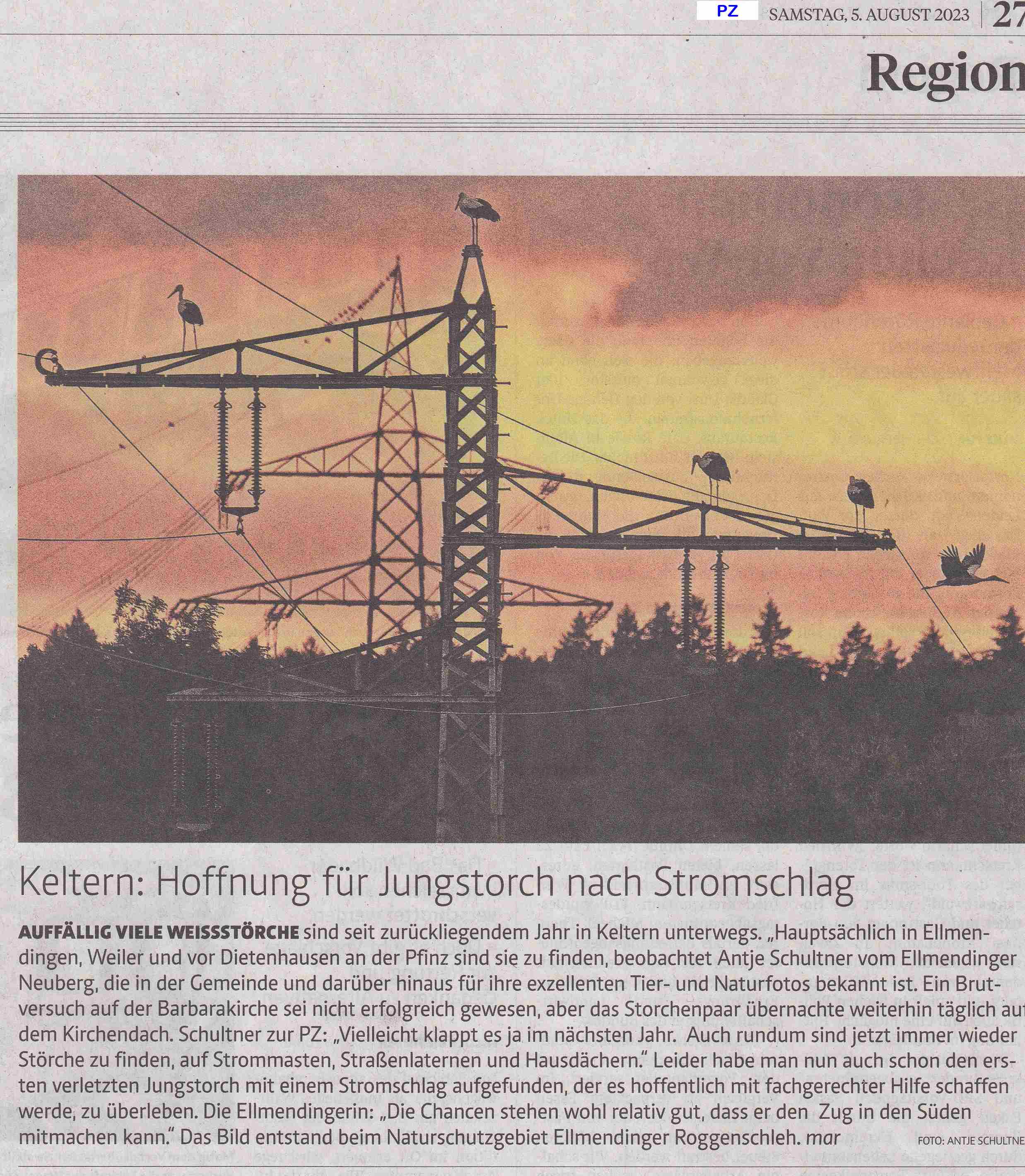 stoerche in keltern.jpg