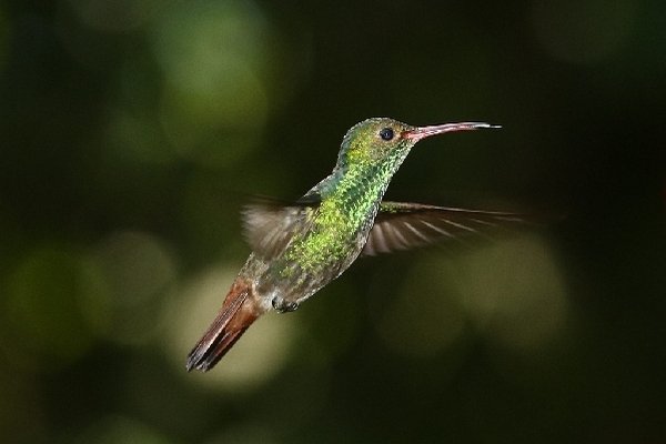 010rufous-tailed hummingbird.jpg