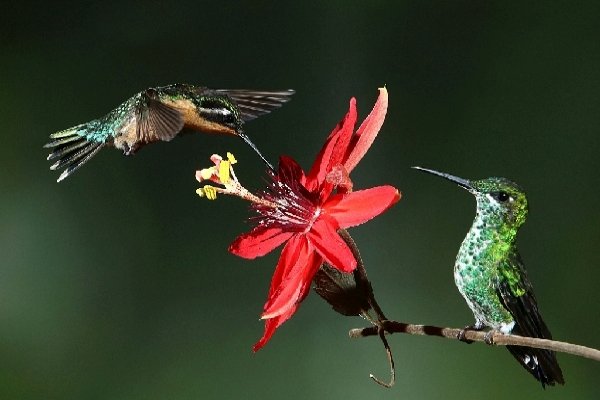 011hummingbirds.jpg