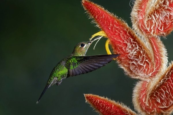 013green-crowned-brilliant-juvenile.jpg