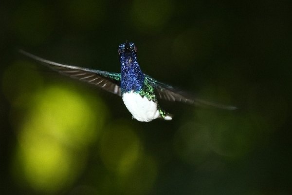 014white-necked-jacobin.jpg