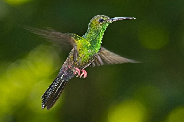 019hummingbird.jpg