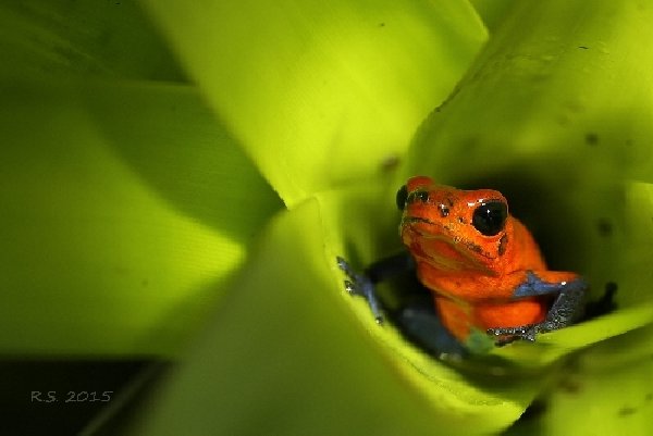 024blue_jeans_dart_frog.jpg