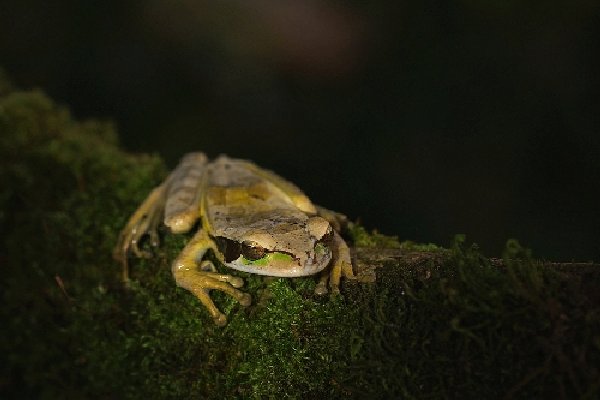 026baumsteigerfrosch.jpg