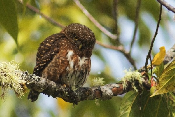 sperlingskauz-pygmyowl.jpg