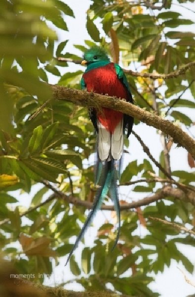 029quetzal.jpg