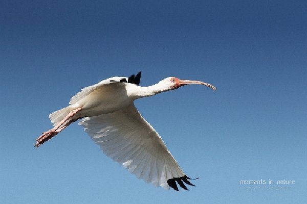 031schneesichlerwhiteibis.jpg