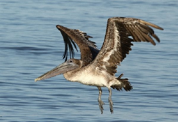 033braunpelikanbrownpelican.jpg