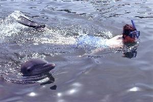 Dolphin encounter