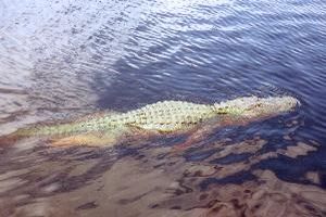 Everglades, Florida