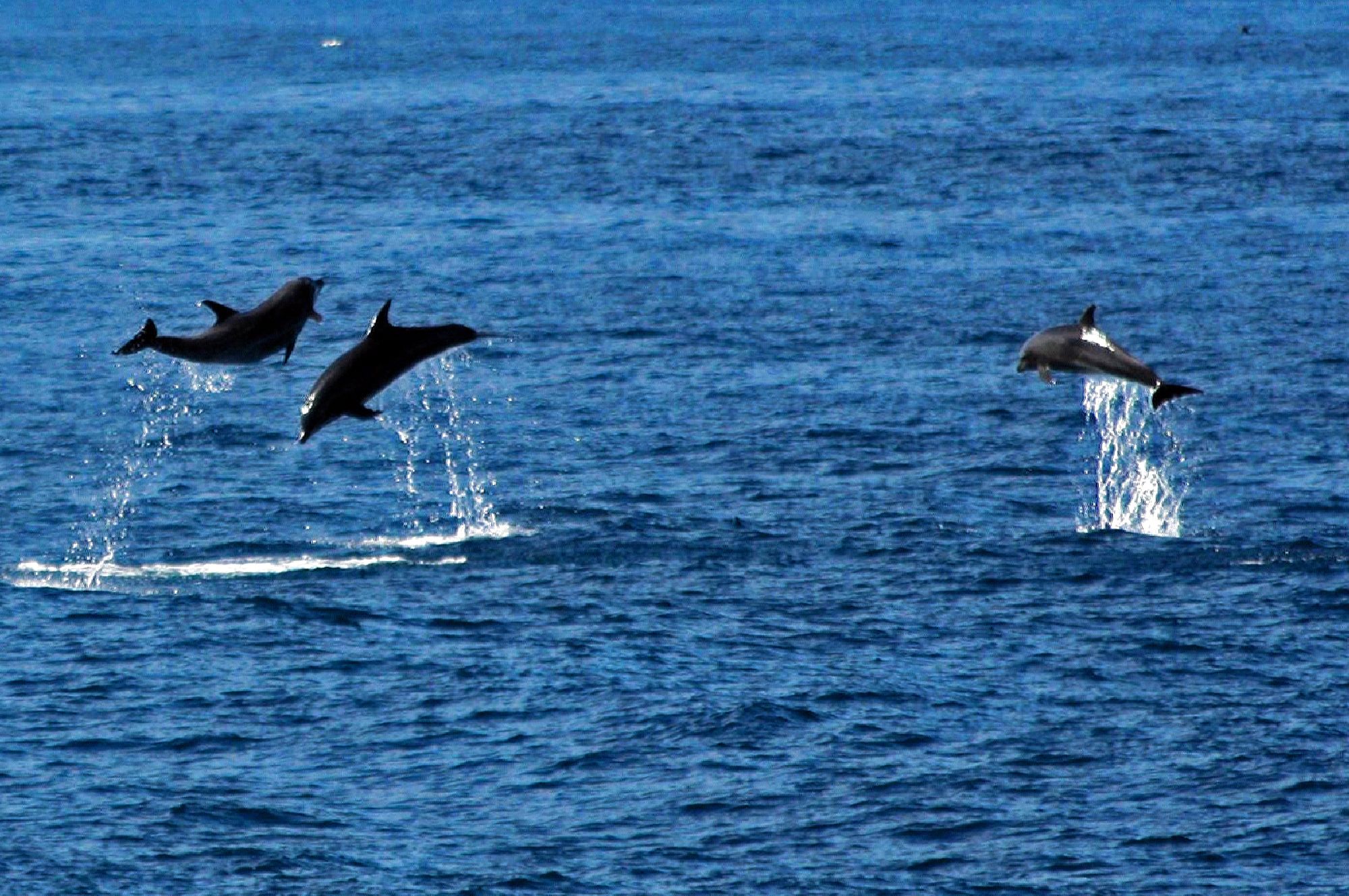 Delfine vor Darwin