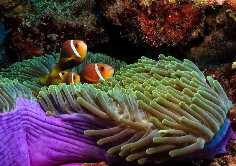 Anemone mit Nemo