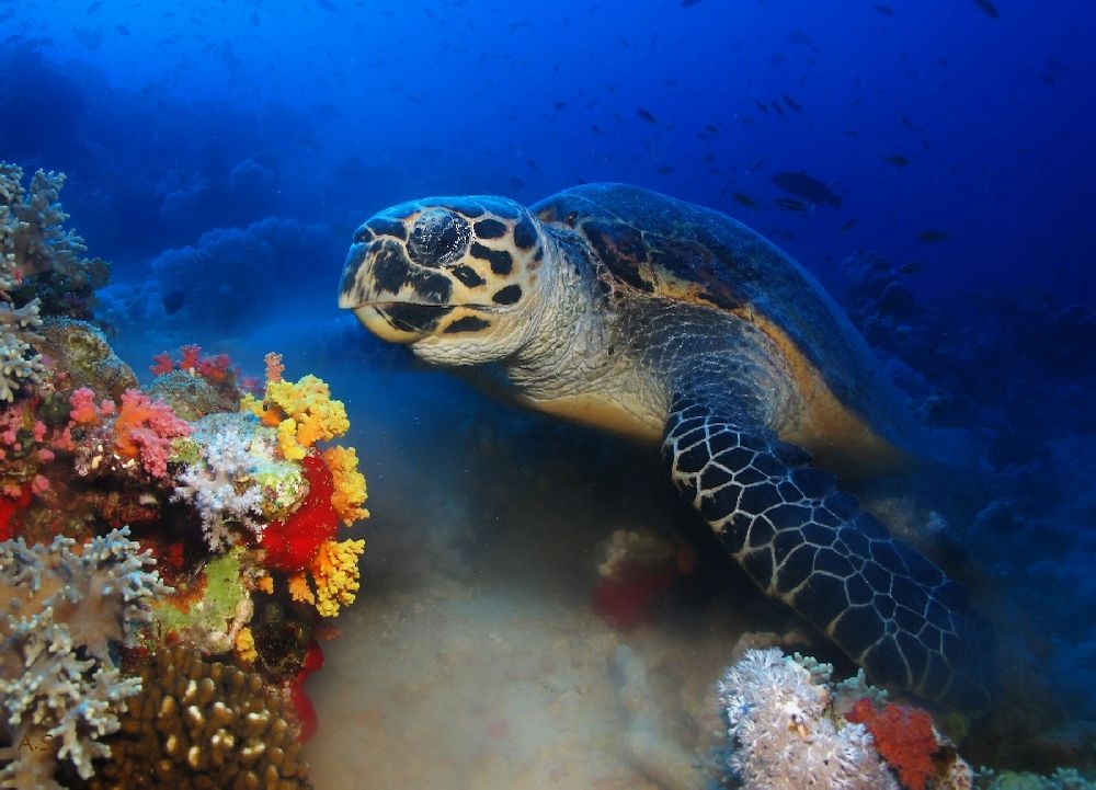 Echte Karettschildkröte