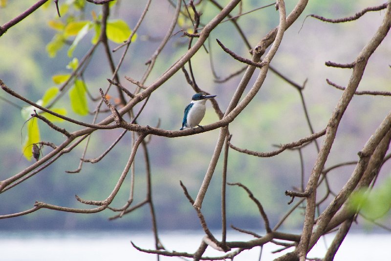 006CollaredKingFisher.jpg