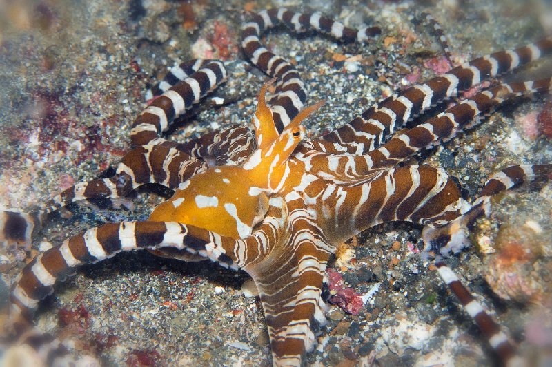 007Wunderpus.jpg