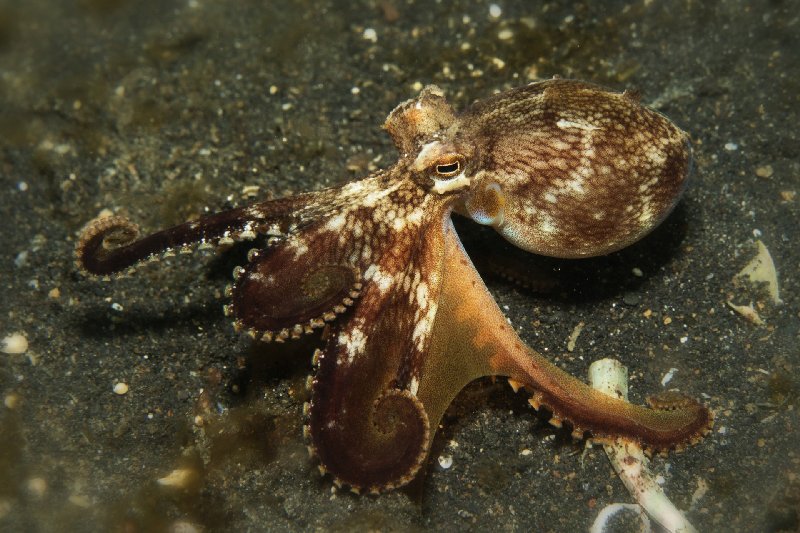 009CoconutOctopus.jpg