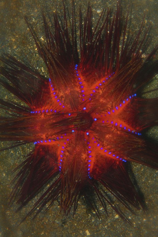 017Seeigel,RadianSeaUrchin.jpg