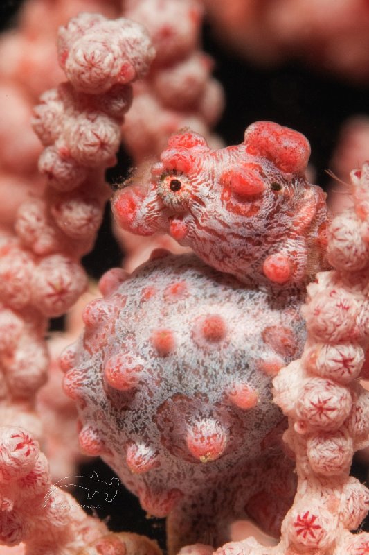 018PygmaeSeahorse.jpg