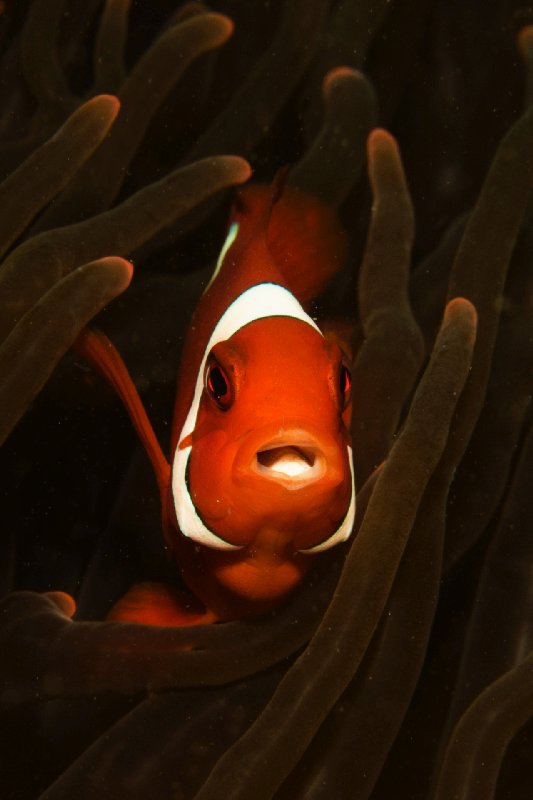 020Stachel_Anemonenfisch.jpg