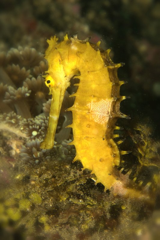 022ThornySeahorse,Hippocampushixtrix.jpg