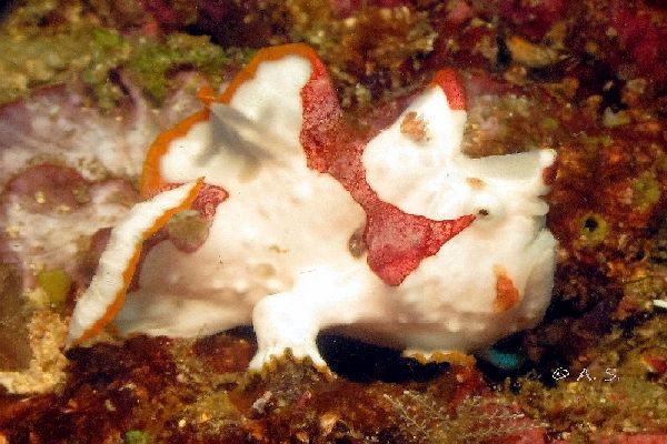 Warty Frogfish