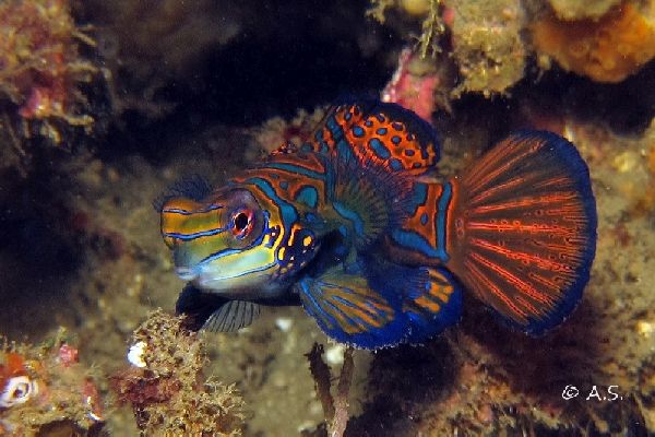 Mandarinfish