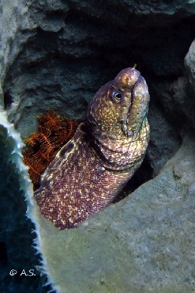 Fimbriated Moray