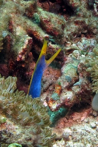 Ribbon Eel