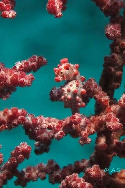 Pygmae Seahorse