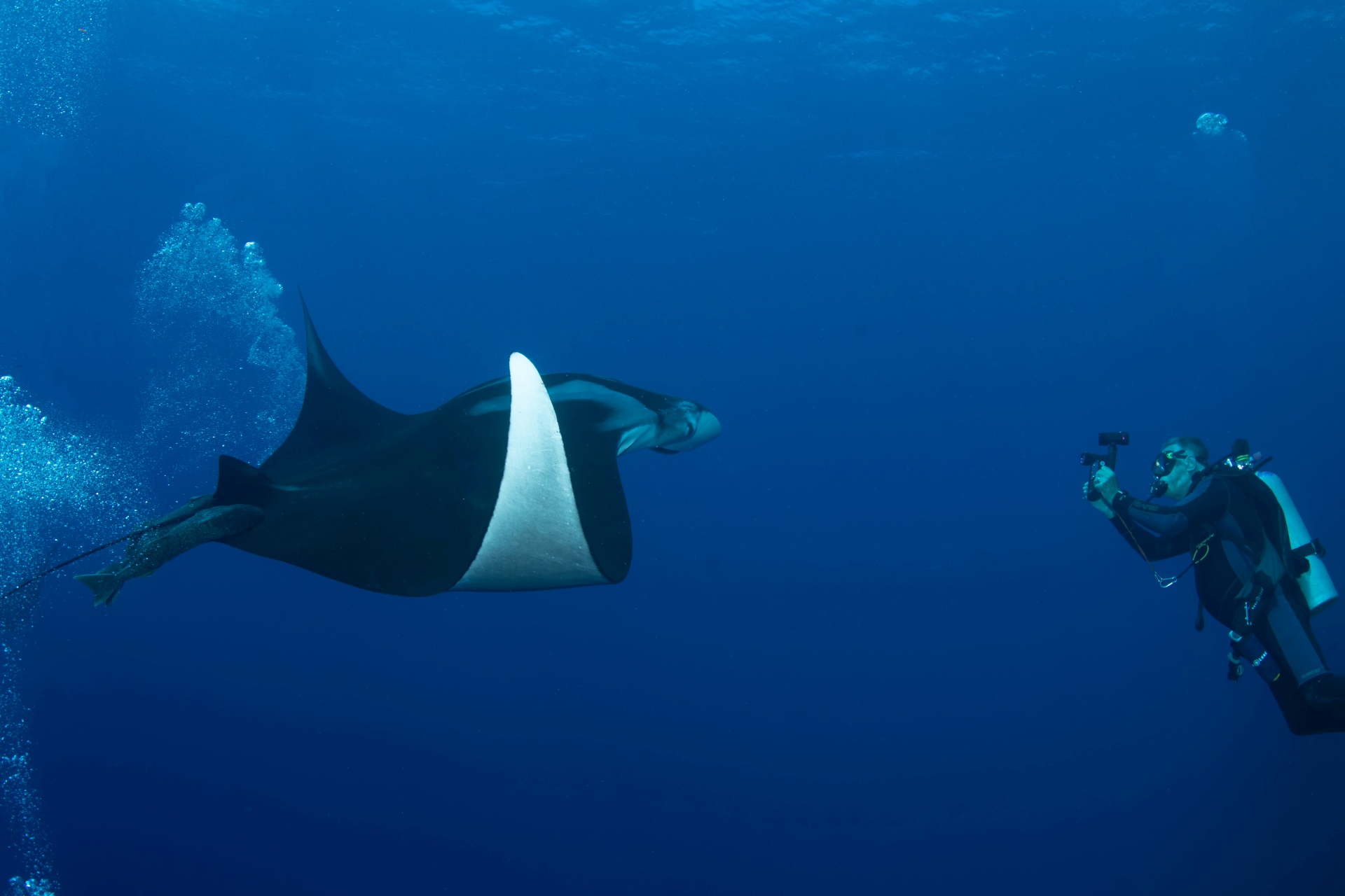 Manta&Videographer 11.jpg