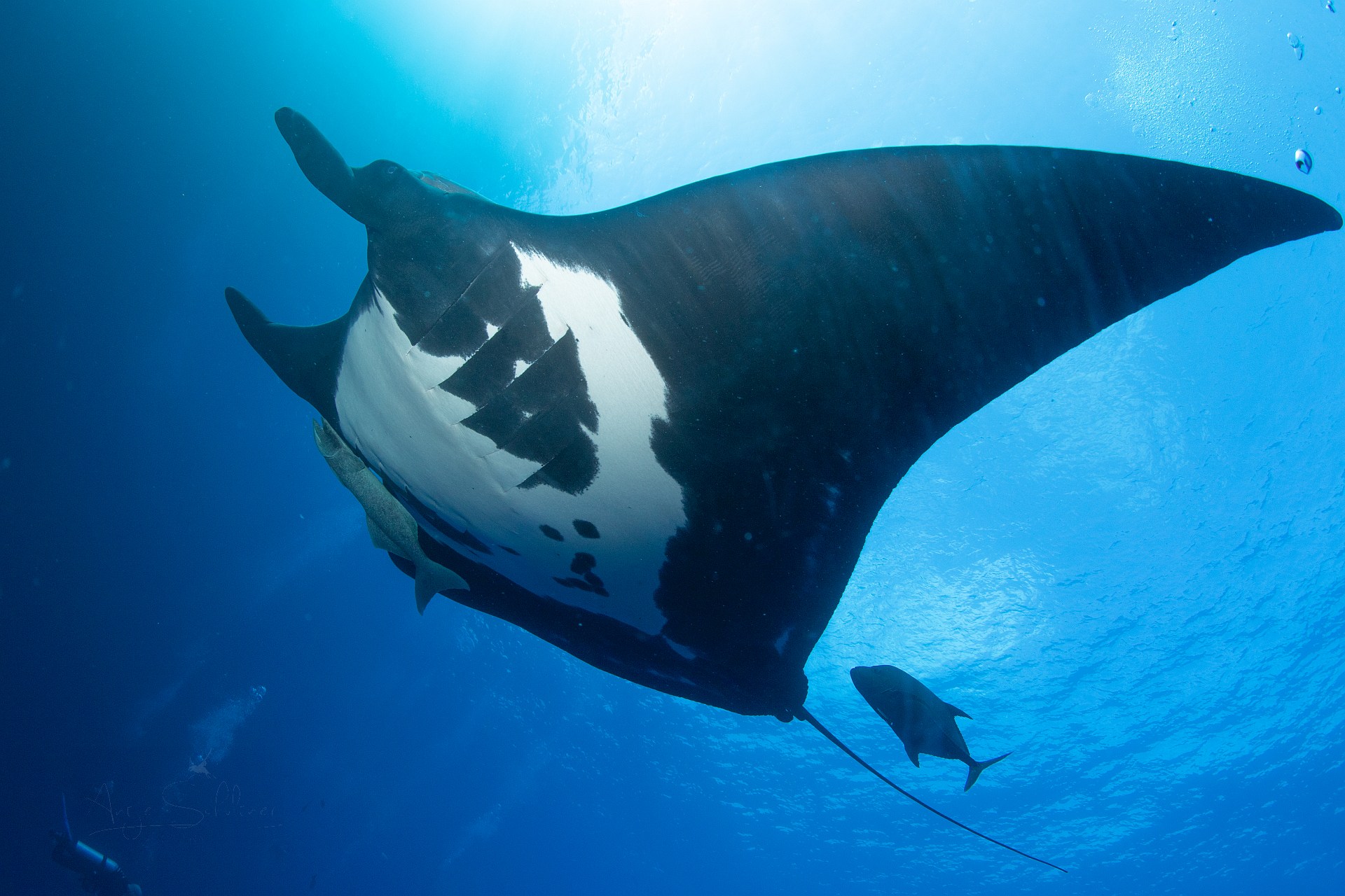 Manta; Riesenrochen 12.jpg