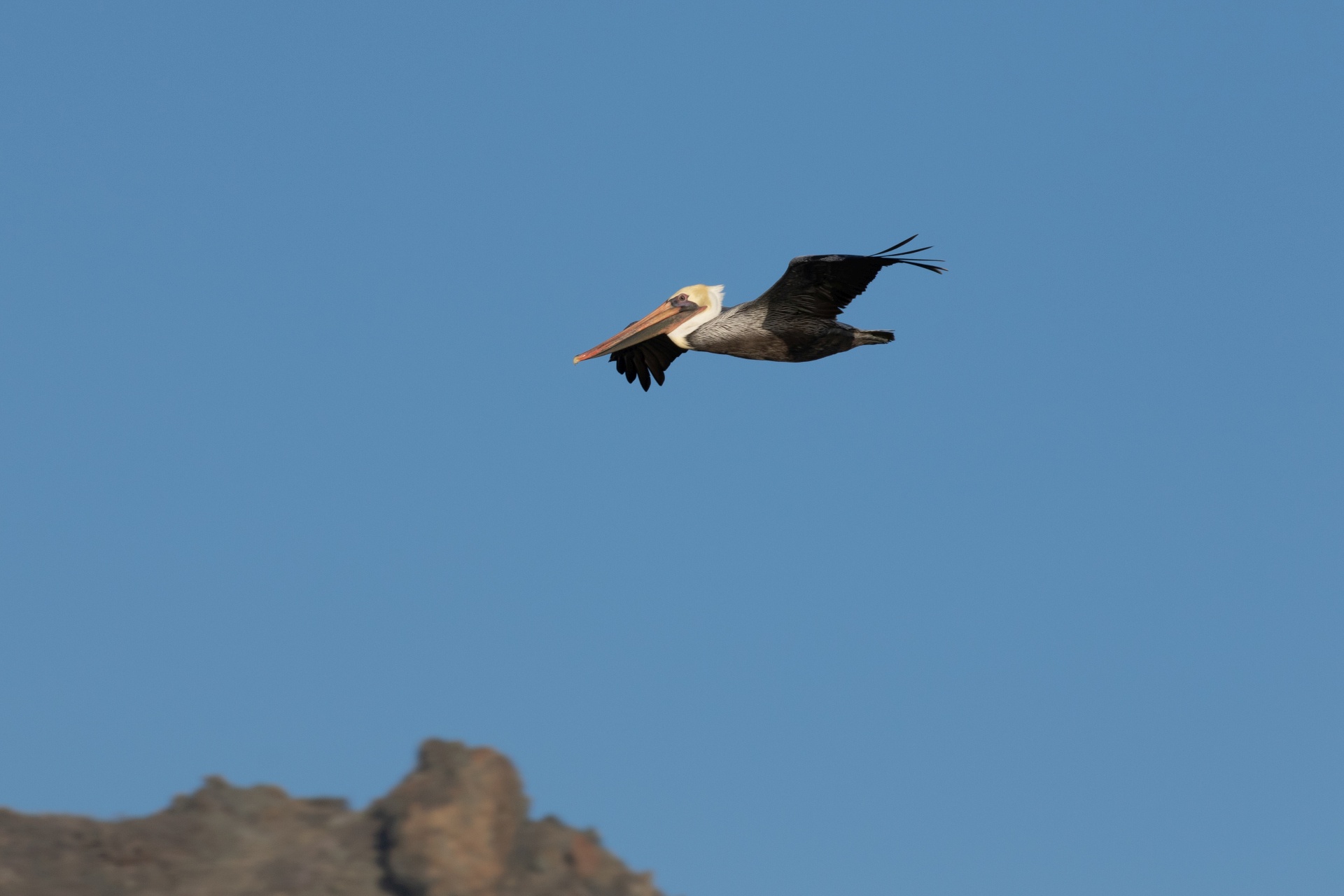 Brown Pelican 3.jpg