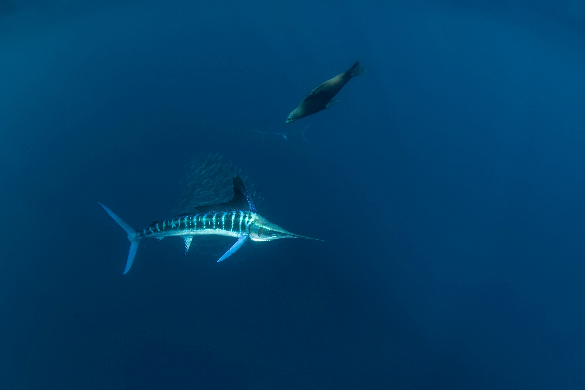 Striped Marlin 4.jpg