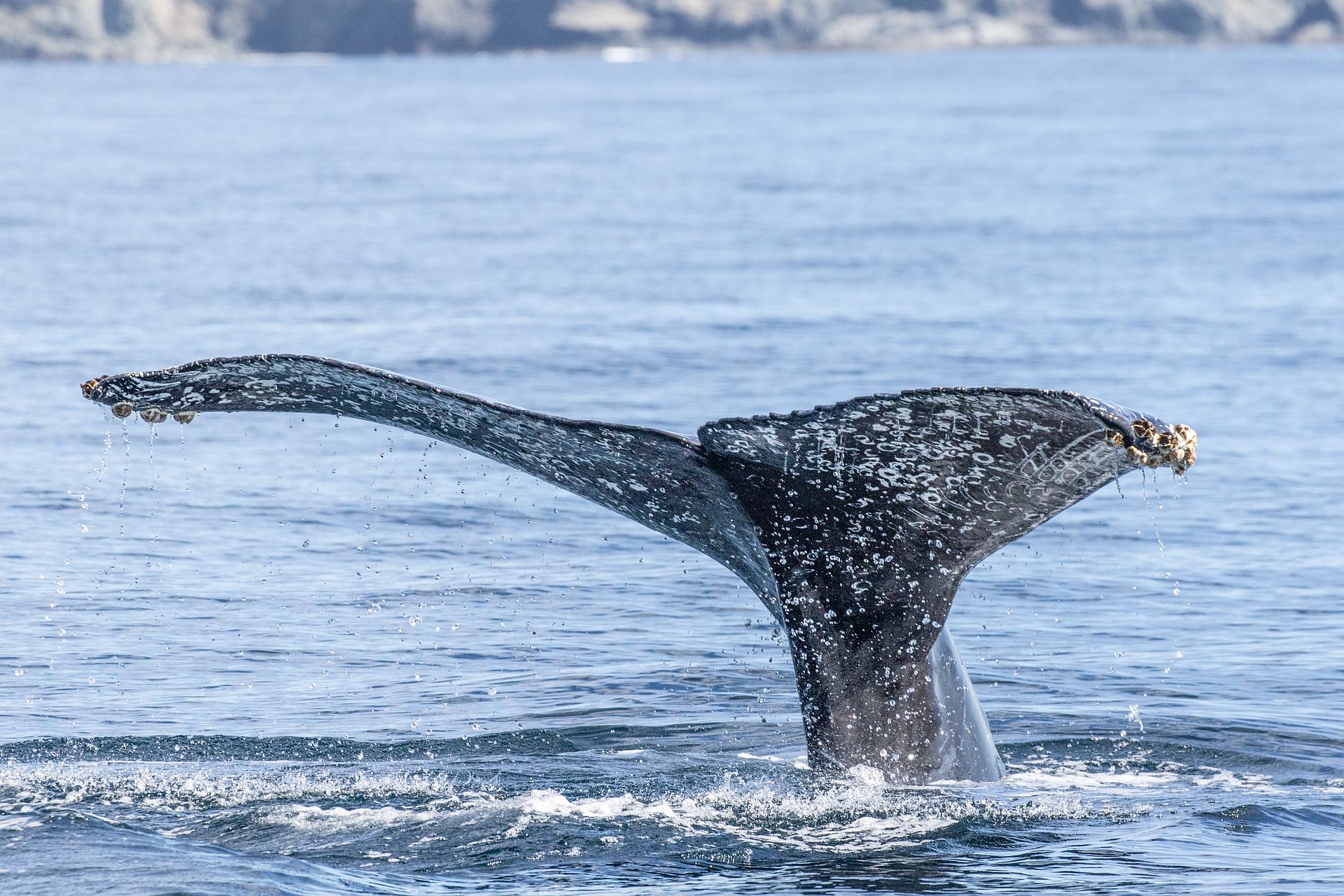 Humpback Whale 5.jpg