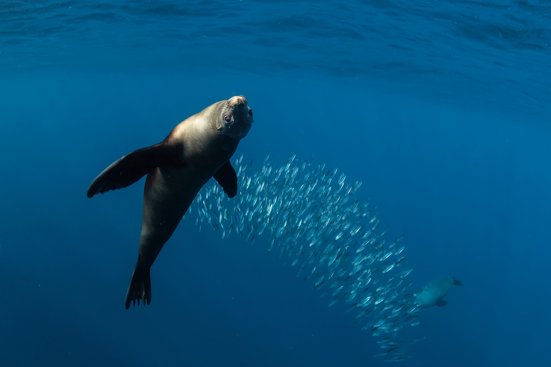 Sea Lion 6.jpg