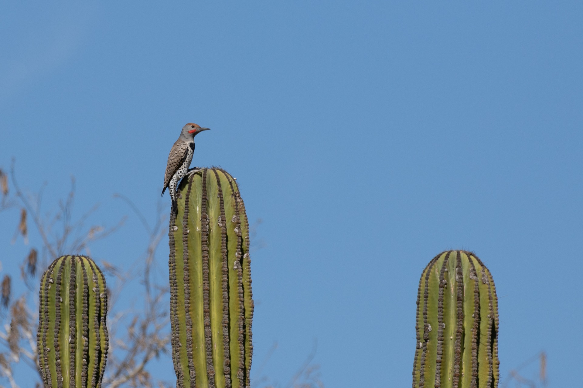 Todos Santos 8.jpg