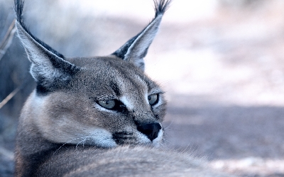 007-Caracal.jpg