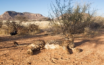 009-Gepard.jpg